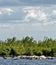 Pelicans fishing in the Danube Delta