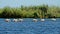 Pelicans fishing in the Danube Delta