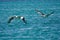 Pelicans in flight