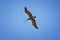 Pelicans in flight often flying with Frigate or Scissor birds in formation in Puerto Vallarta Mexico.