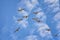 Pelicans in flight often flying with Frigate or Scissor birds in formation in Puerto Vallarta Mexico.