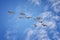 Pelicans in flight often flying with Frigate or Scissor birds in formation in Puerto Vallarta Mexico.