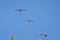 Pelicans in flight often flying with Frigate or Scissor birds in formation in Puerto Vallarta Mexico.