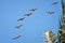 Pelicans in flight often flying with Frigate or Scissor birds in formation in Puerto Vallarta Mexico.