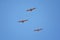 Pelicans in flight often flying with Frigate or Scissor birds in formation in Puerto Vallarta Mexico.