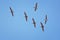 Pelicans in flight often flying with Frigate or Scissor birds in formation in Puerto Vallarta Mexico.