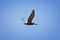 Pelicans in flight often flying with Frigate or Scissor birds in formation in Puerto Vallarta Mexico.