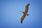 Pelicans in flight often flying with Frigate or Scissor birds in formation in Puerto Vallarta Mexico.