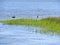 Pelicans floating in the marsh and wetlands along Shem Creek in Charleston, South Carolina