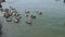 Pelicans floating on the sea in Ancon, Lima