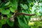 Pelicans Flower Aristolochia ringens Vahl or gaping dutchman`s pipe flower . Close up