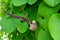 Pelicans Flower Aristolochia ringens Vahl or gaping dutchman`s pipe flower. close up