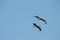 Pelicans fly through blue sky