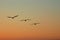 Pelicans fly in formation against a sunset sky.