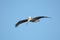 Pelicans fly for many miles in search for small bait-fish