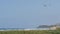 Pelicans fly in sky, California pacific coast USA. Birds and ocean beach. Flock of pelecanus in air.