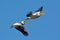 Pelicans flying against the blue sky