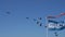 Pelicans flying behind Pier 39 flag of Fisherman`s Wharf, San Francisco, California, United States of America.