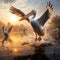 Pelicans flying in Danube Delta Romania