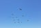 Pelicans flying in formation against a clear blue sky - La Jolla, California