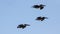 Pelicans flying in formation on the central coast of Cambria California USA