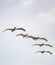 Pelicans Flying on Formation Line