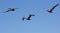 Pelicans Flying At La Jolla California