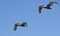 Pelicans Flying At La Jolla California