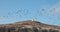 Pelicans flying over Anacapa Island Lighthouse  in the Channel Islands National Park offshore from Santa Barbara California