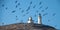 Pelicans flying over Anacapa Island Lighthouse  in the Channel Islands National Park offshore from Santa Barbara California