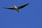 Pelicans flying overhead high in the blue sky