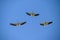 Pelicans flying right above in the blue sky