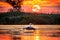 Pelicans flying at sunrise in Danube Delta, Romania