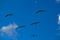 Pelicans flying together on blue sky