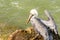 Pelicans at Galveston Island, TX