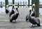 Pelicans gather on the marina dock in hopes of finding a free meal