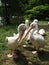 Pelicans gathering, WrocÅ‚aw Zoological Garden, Poland