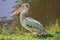 Pelicans are a genus of large water birds that make up the family Pelecanidae. Bird close up near the water in the summer
