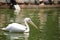 Pelicans are a genus of large water birds that make up the family Pelecanidae. They are characterised by a long beak and a large t