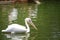 Pelicans are a genus of large water birds that make up the family Pelecanidae. They are characterised by a long beak and a large t