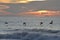 Pelicans glide along the island shore as the sun rises on the horizon