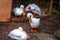 Pelicans grooming at the John Ball Zoo