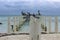 Pelicans and gulls line an abandoned pier on the east shore of Caye Caulker.