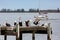 Pelicans on Hectors Jetty on the Fleurieu Peninsula Goolwa South Australia on 3rd April 2019