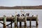 Pelicans on Hectors Jetty on the Fleurieu Peninsula Goolwa South Australia on 3rd April 2019