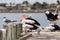 Pelicans on Hectors Jetty on the Fleurieu Peninsula Goolwa South Australia on 3rd April 2019