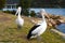 Pelicans at a highway rest stop on river in Australia