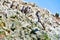 Pelicans and humboldt penguins in the Balestas Islands