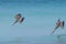 Pelicans hunting on the sea in Cayo Santa Maria, Cuba