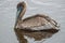 Pelicans in Huntington Beach State Park, South Carolina